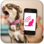 icon android Dog Teaser