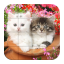 icon android Puzzle-Kittens