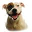 icon android Pitbull Dog Live Wallpaper