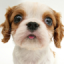 icon android Sniffing Pets Free