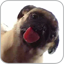 icon android Dog Licking Live Wallpaper Free