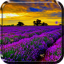 icon android Lavender Live Wallpaper