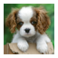 icon android Cute puppy