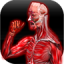 icon android Muscular Anatomy