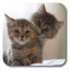 icon android Q Cats