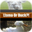 icon android Llama Or Duck?!