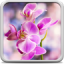 icon android Orchid Live Wallpaper