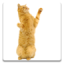 icon android Dancing Cat