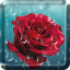 icon android Rose Drops Live Wallpaper