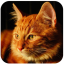 icon android Talking Lovely Cat