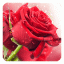 icon android Red Rose Live Wallpaper