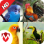 icon android Bird Sounds